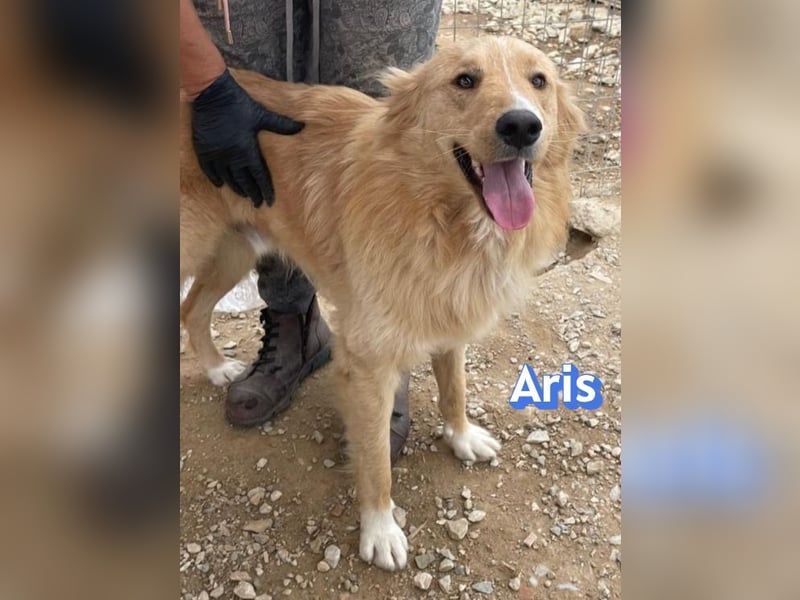 Aris, 06/24 - wunderschöner Junghund sucht Familie