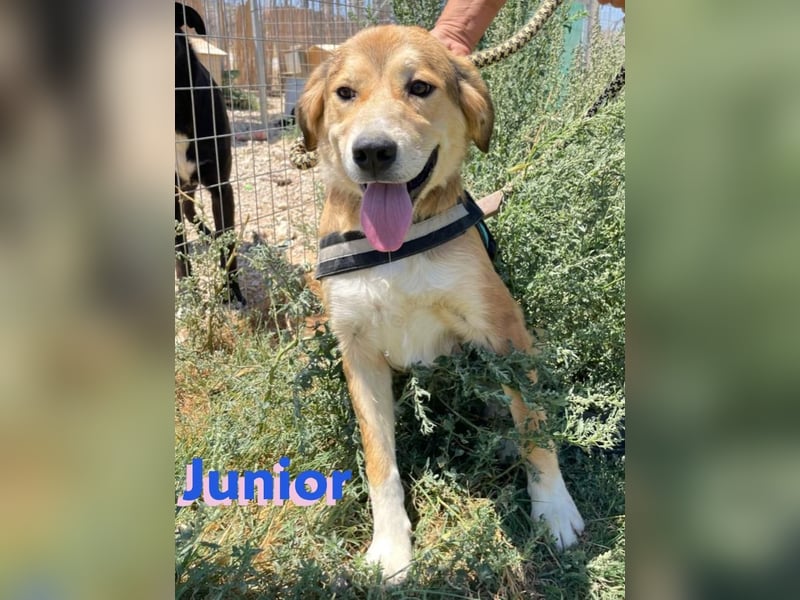 Junior - schüchtern und verschmust