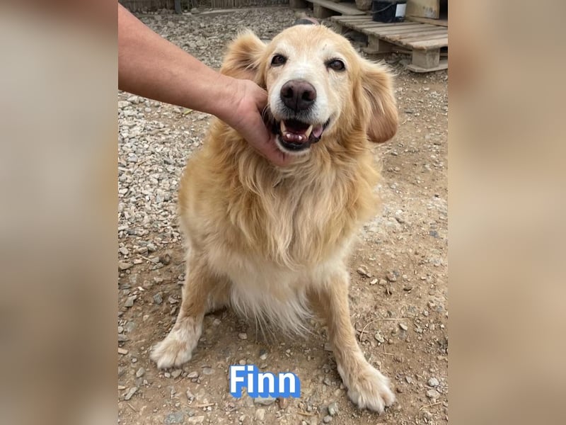 Finn, 08/19 - süßer Senior sucht Familie