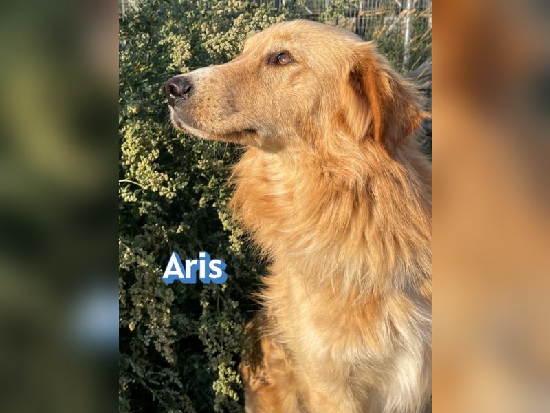 Aris, 06/24 - wunderschöner Junghund sucht Familie