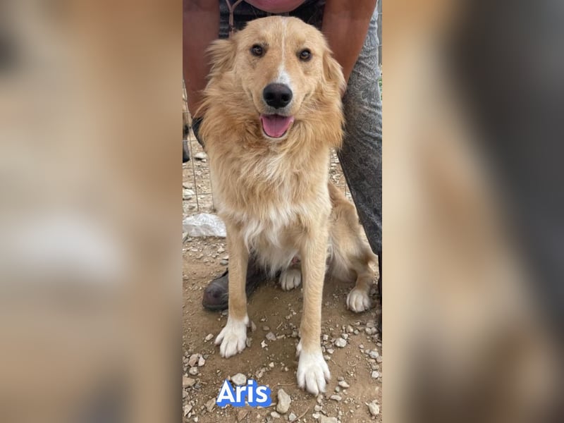 Aris, 06/24 - wunderschöner Junghund sucht Familie