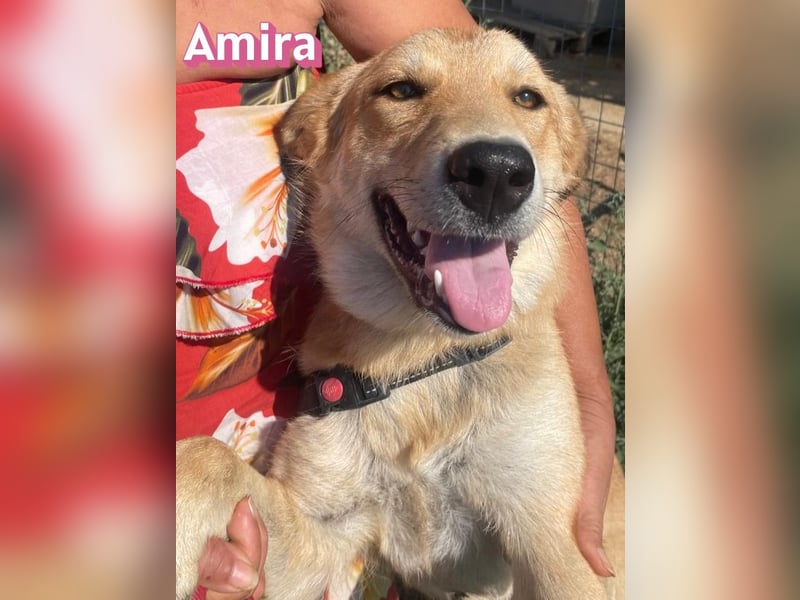 Amira, 01/25 - treue Hündin sucht Familie