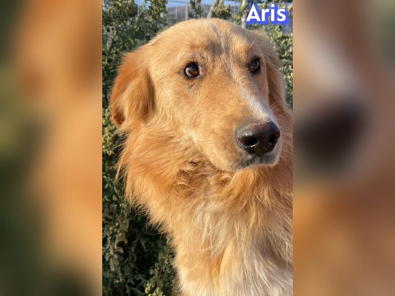 Aris, 06/24 - wunderschöner Junghund sucht Familie