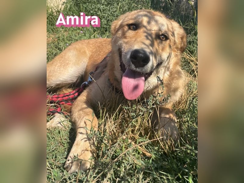 Amira, 01/25 - treue Hündin sucht Familie