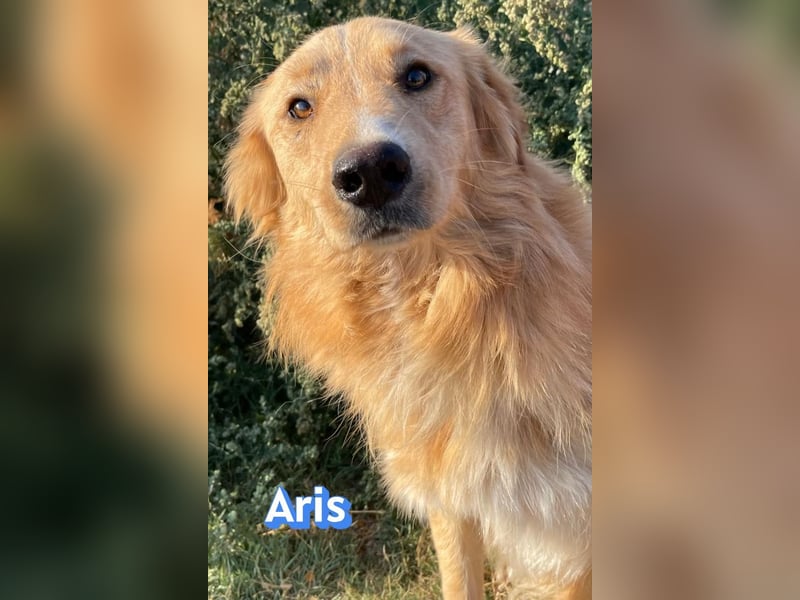 Aris, 06/24 - wunderschöner Junghund sucht Familie
