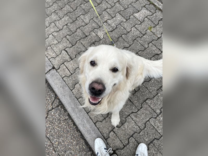 Reinrassiger Weiser golden Retriever