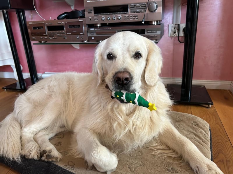 Reinrassiger Weiser golden Retriever