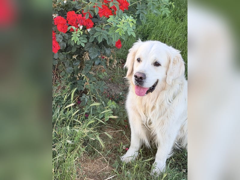 Reinrassiger Weiser golden Retriever