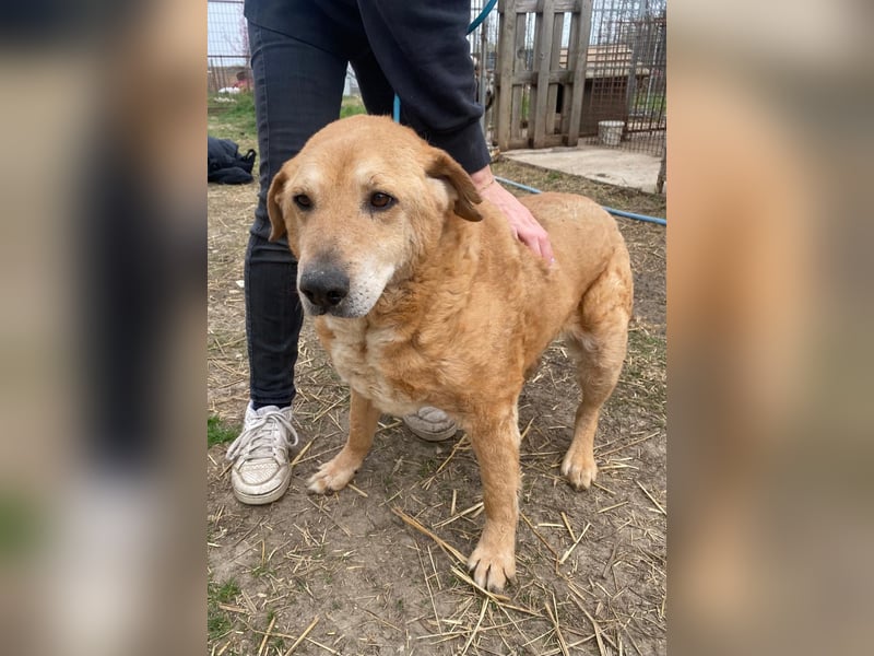 Kornél wartet auf sein großes Glück