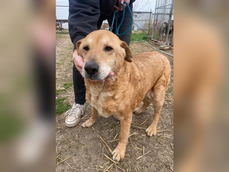 Kornél wartet auf sein Happy End