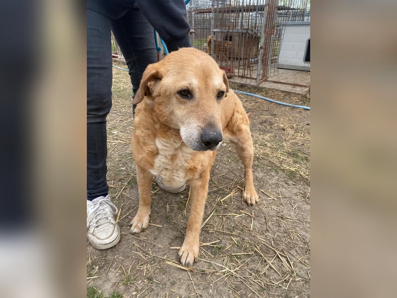 Kornél wartet auf sein Happy End