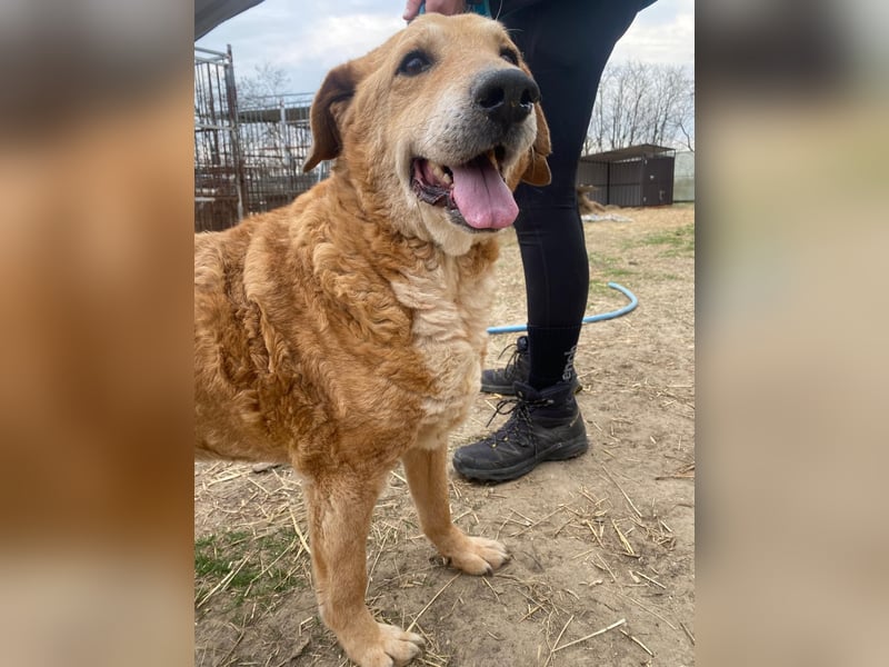 Kornél wartet auf sein Happy End