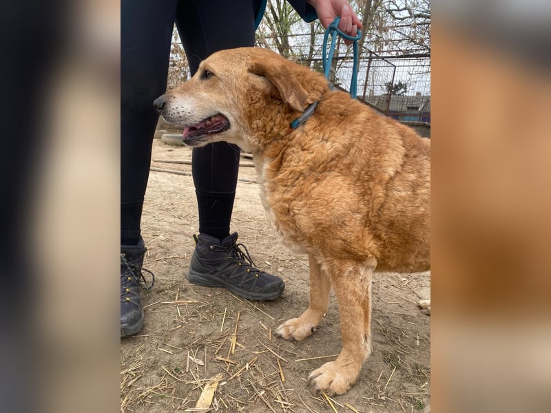 Kornél wartet auf sein großes Glück
