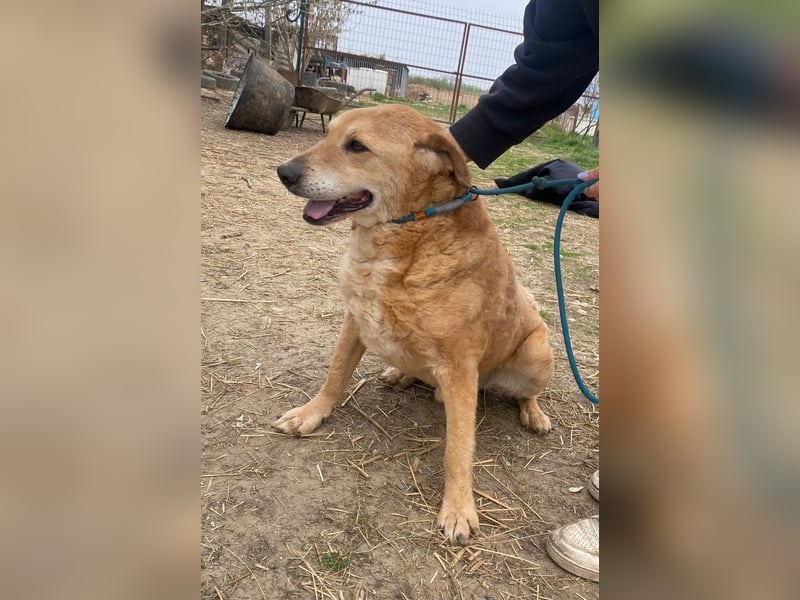 Kornél wartet auf sein Happy End