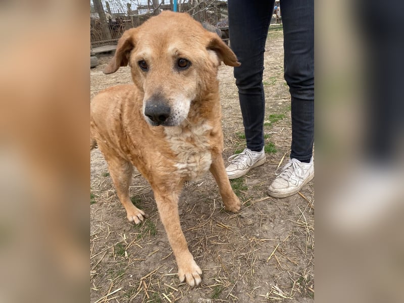 Kornél wartet auf sein Happy End