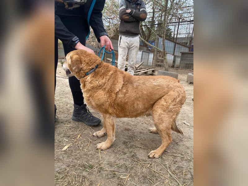 Kornél wartet auf sein Happy End