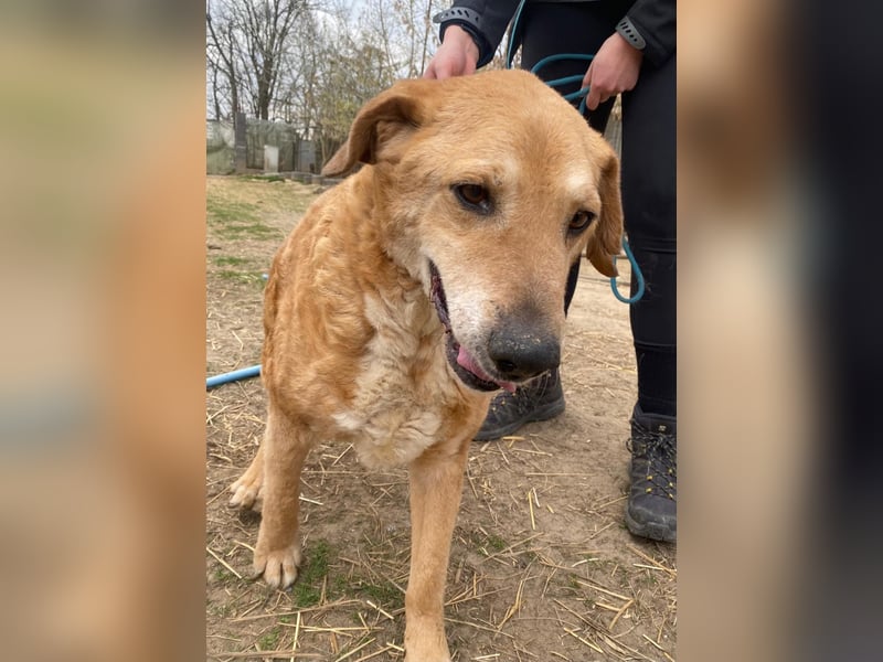 Kornél wartet auf sein großes Glück
