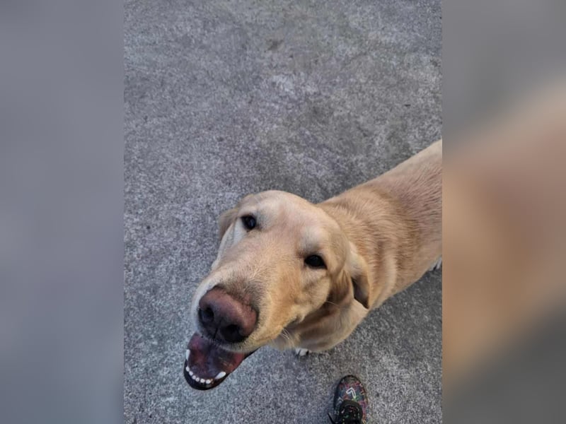 Lasse Golden Retriever Labrador Mischling Rüde sucht Zuhause oder Pflegestelle