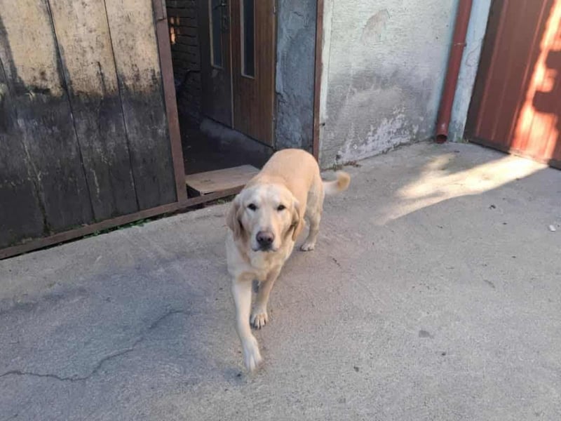 Lasse Golden Retriever Labrador Mischling Rüde sucht Zuhause oder Pflegestelle