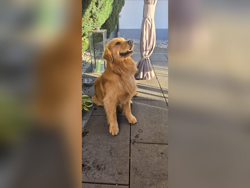 Golden Retriever für Deckung