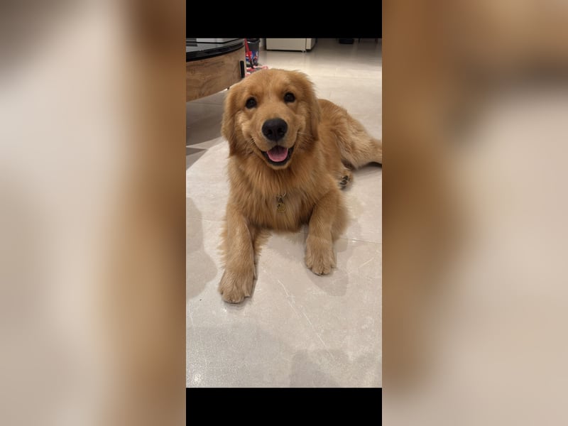 Golden Retriever für Deckung