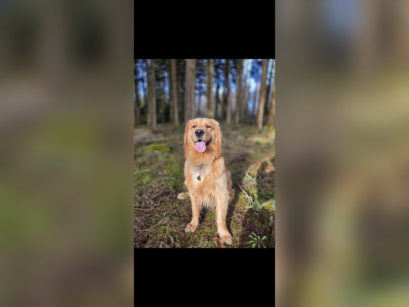 Golden Retriever für Deckung