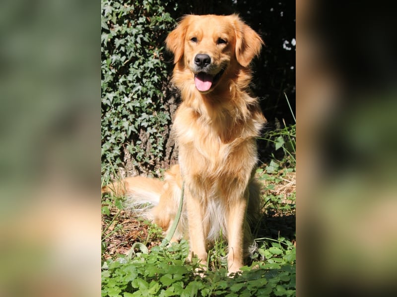 Reinrassiger Golden Retriever Deckrüde / dark golden