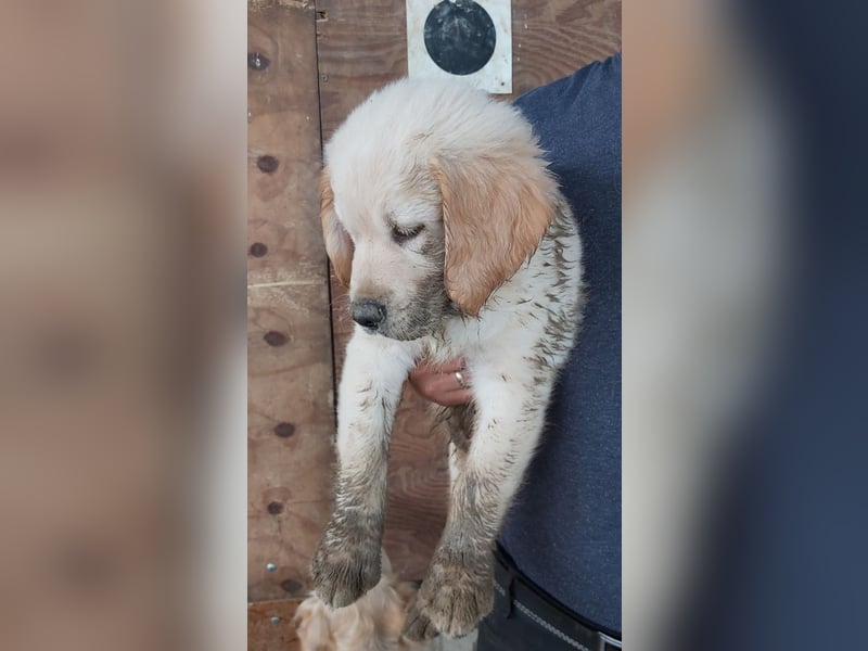 Reinrassiger Golden Retriever Deckrüde / dark golden