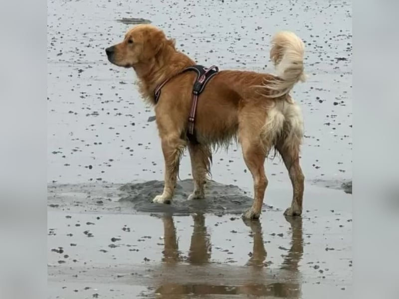 Reinrassiger Golden Retriever Deckrüde / dark golden