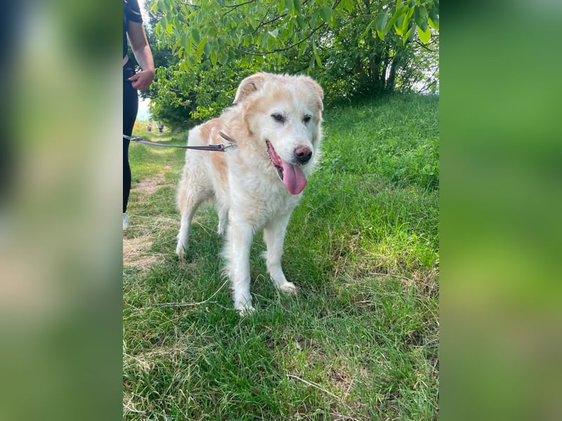 Albus - lieber Hundeopi