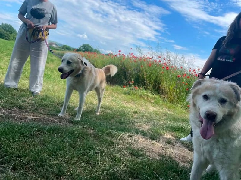 Albus - lieber Hundeopi