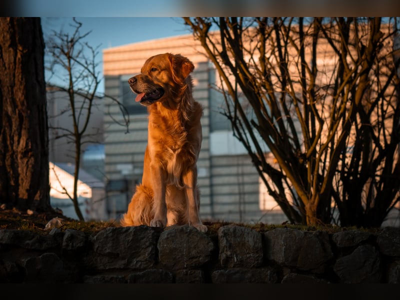 Erfahrener Deckrüde (KEIN VERKAUF)