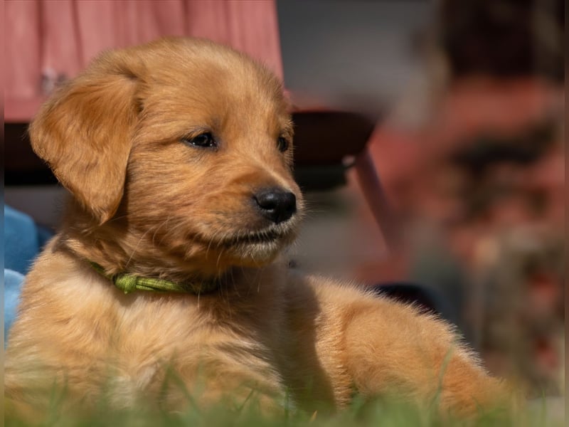 Erfahrener Deckrüde (KEIN VERKAUF)