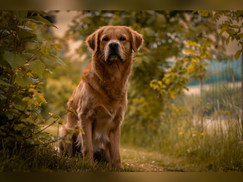 Erfahrener Deckrüde (KEIN VERKAUF)