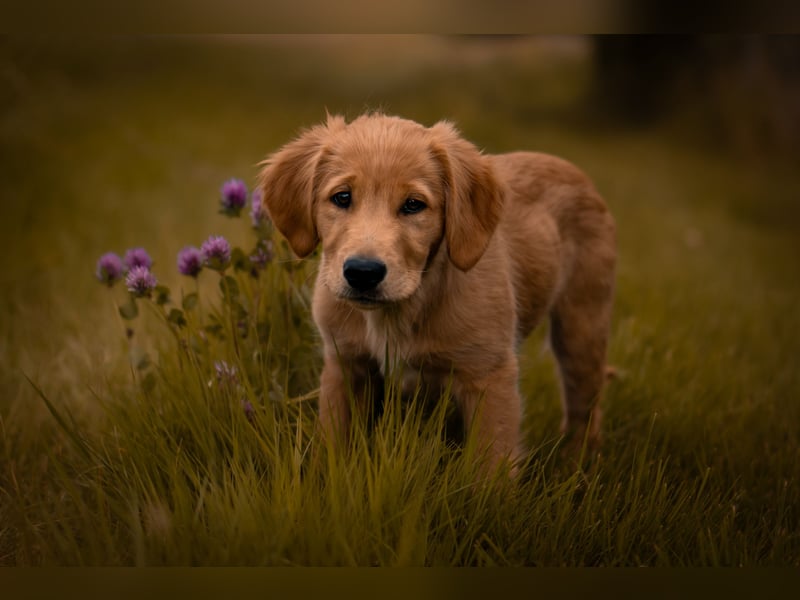 Erfahrener Deckrüde (KEIN VERKAUF)