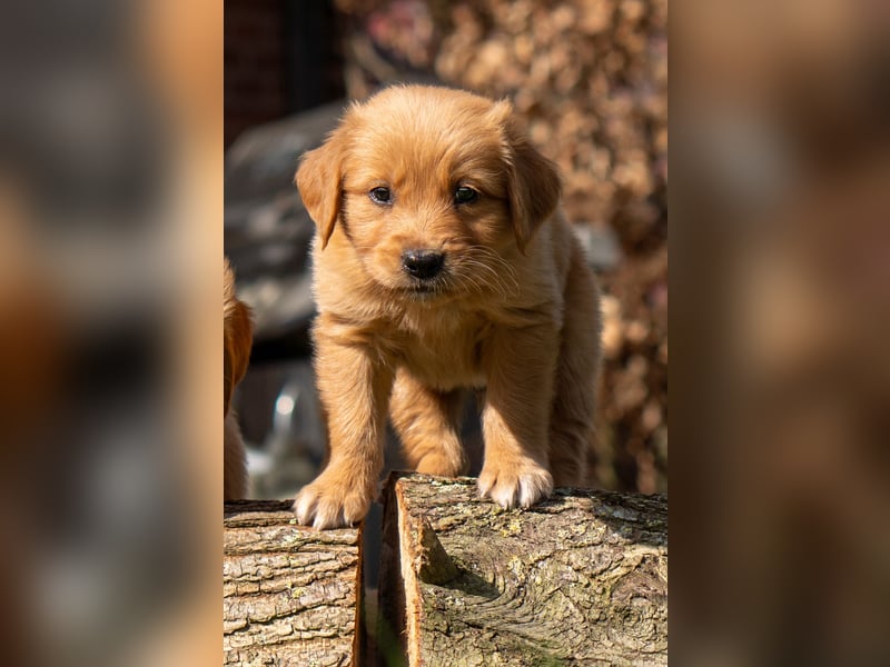 Erfahrener Deckrüde (KEIN VERKAUF)