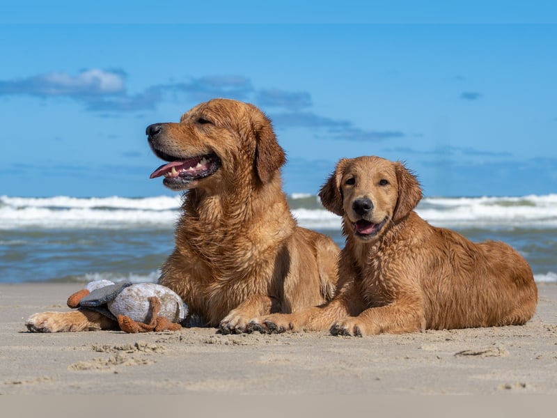 Erfahrener Deckrüde (KEIN VERKAUF)