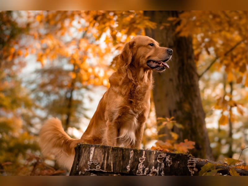 Erfahrener Deckrüde (KEIN VERKAUF)