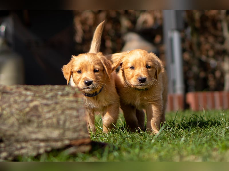 Erfahrener Deckrüde (KEIN VERKAUF)