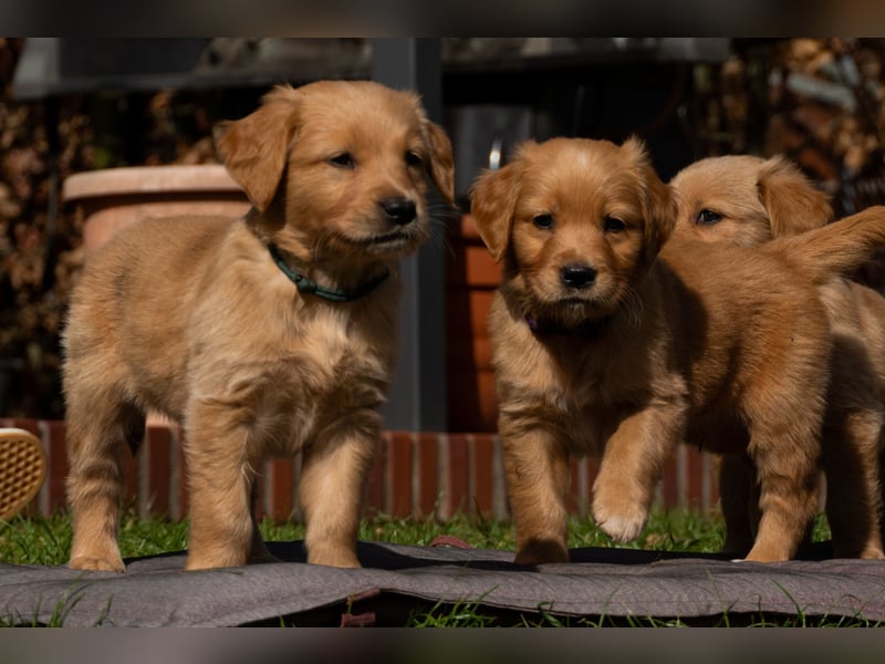 Erfahrener Deckrüde (KEIN VERKAUF)
