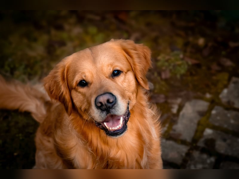 Erfahrener Deckrüde (KEIN VERKAUF)