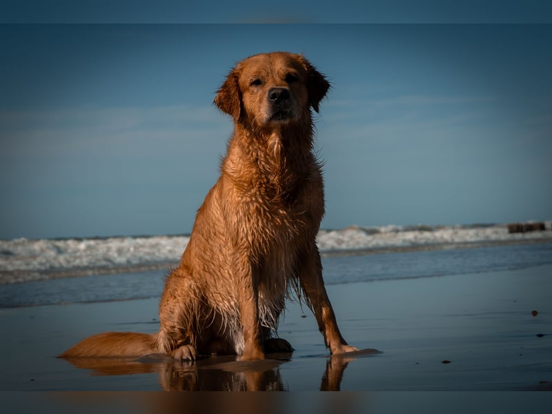 Erfahrener Deckrüde (KEIN VERKAUF)