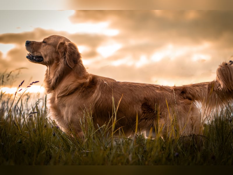 Erfahrener Deckrüde (KEIN VERKAUF)