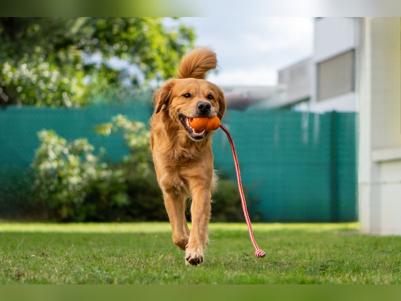 Erfahrener Deckrüde (KEIN VERKAUF)
