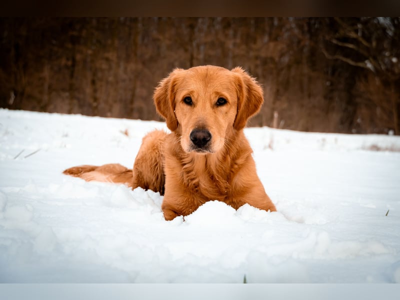 Erfahrener Deckrüde (KEIN VERKAUF)