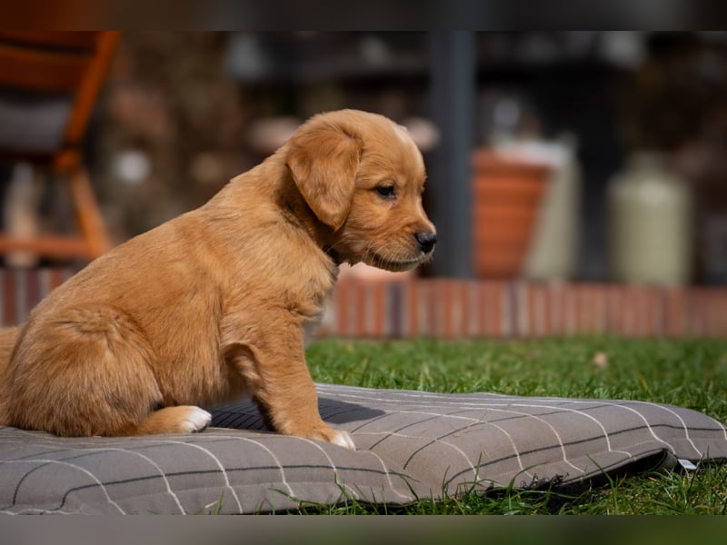 Erfahrener Deckrüde (KEIN VERKAUF)