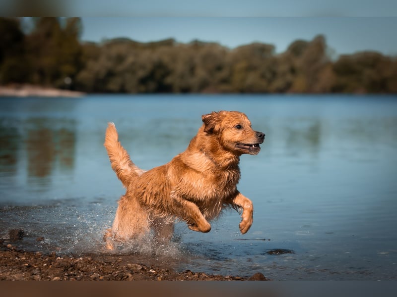 Erfahrener Deckrüde (KEIN VERKAUF)