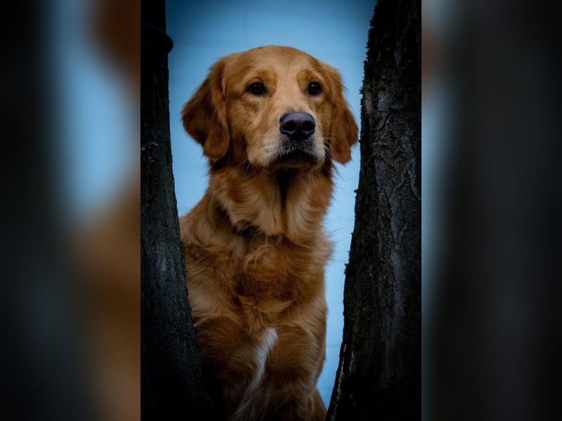 Erfahrener Deckrüde (KEIN VERKAUF)