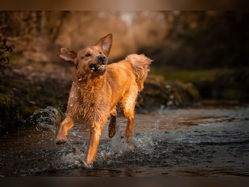 Erfahrener Deckrüde (KEIN VERKAUF)