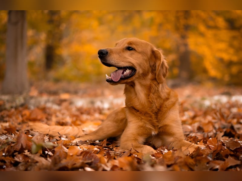 Erfahrener Deckrüde (KEIN VERKAUF)